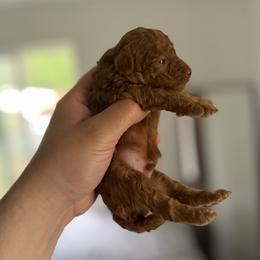 Male 1 - Red  male Poodle puppy in Lancaster, California from Fancy Red Poodles