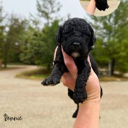 Bonnie - Black female Australian Labradoodle puppy in Wamego, Kansas from Doodles of Oz