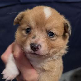 Girl 5 - Sable merle and white female American Corgi puppy in Tallahassee, Florida from Koko's Korgis