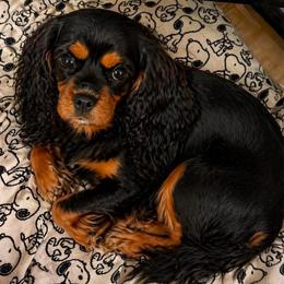 Jesse - Cavalier King Charles Spaniel