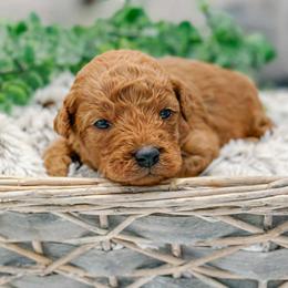 Willie - Red  male Goldendoodle puppy in Iola, Texas from Supreme Doodles of Texas