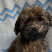 Riku - Fawn sable Havana Silk Dog puppy in Marlboro, Vermont from Maplewood Silks