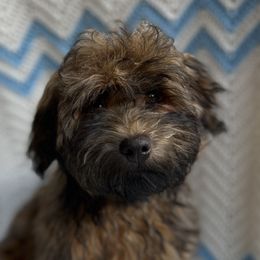 Riku - Fawn sable Havana Silk Dog puppy in Marlboro, Vermont from Maplewood Silks