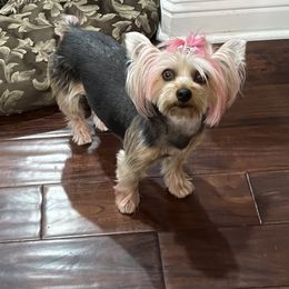 Cookie - Yorkshire Terrier