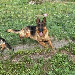 German Shepherd and Yorkshire Terrier All Grown Up from Linda Filipkowski