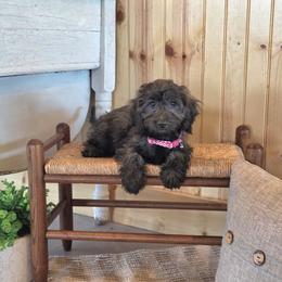 AKC Meet Libby :) - Brindle female Dachshund puppy in Centerville, Iowa from Barnyard Dachshunds, Dals & Doodles