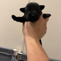 No collar girl - Black female Labrador Retriever puppy in Menifee, California from The Golden Leash Kennels