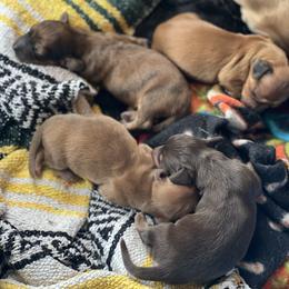Border Collies and Dachshunds from Chappell Stables
