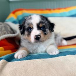 Skookumchuck (Skook) (full tail) - Blue merle male Miniature American Shepherd puppy in Olympia, Washington from Shamayim Acres ~ Miniature American Shepherds