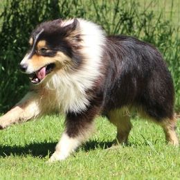 Australian Shepherds from Reeves Australian Shepherds