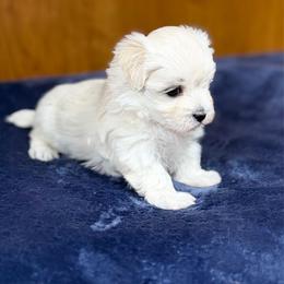 Chanel - White female Maltese puppy in Beebe, Arkansas from Cedar Hill Kennel