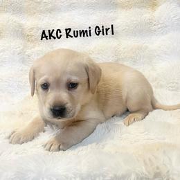 AKC Rumi Girl - Yellow female Labrador Retriever puppy in Greenville, South Carolina from Babyface Shih Tzu