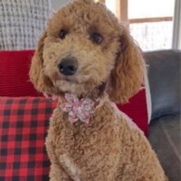 Bella - Goldendoodle