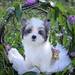 Korean Merle Simea - female Companion Cross puppy in Barren Springs, Virginia from Seeking Shalom Acres Maltese, Maltipoos & Havamalts
