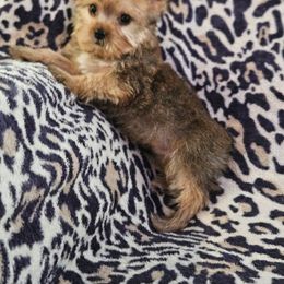 Yorkshire Terrier Puppies from Monique Davila