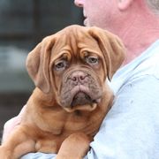 Girl 4 - Red Dogue de Bordeaux puppy in New Albany, Mississippi from Back Porch Bordeaux