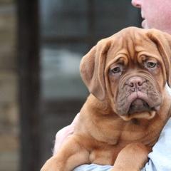 Girl 4 - Red Dogue de Bordeaux puppy in New Albany, Mississippi from Back Porch Bordeaux