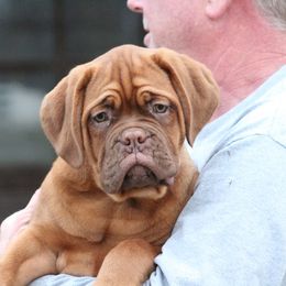 Girl 4 - Red Dogue de Bordeaux puppy in New Albany, Mississippi from Back Porch Bordeaux