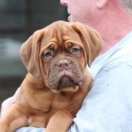Girl 4 - Red Dogue de Bordeaux puppy in New Albany, Mississippi from Back Porch Bordeaux