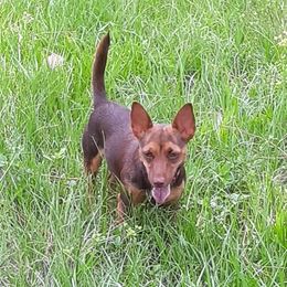 Gidget - American Hunt Terrier