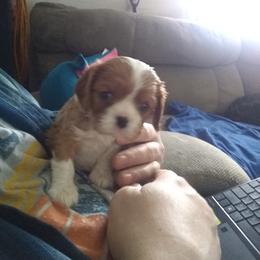 Cavalier King Charles Spaniel Puppies from Majestic Cavaliers