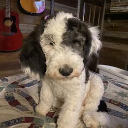 Sheepadoodle Puppies from Roughneck Doodles