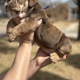 Elsa - Chocolate tri-color female Bulldog puppy in Plano, Texas from Dallas Finest Bulldogs