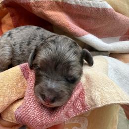 Male 2 - Blue merle male Aussiedoodle puppy in Lexington, Alabama from Johnson’s Highland Pride Aussiedoodles