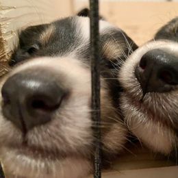 Australian Shepherd Puppies from The Joyful Australian Shepherd