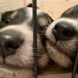 Australian Shepherd Puppies from The Joyful Australian Shepherd