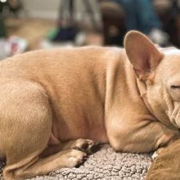 French Bulldogs from Wittmer Frenchies