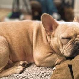 French Bulldogs from Wittmer Frenchies