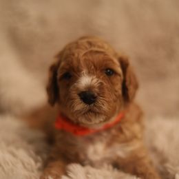 Australian Labradoodle Puppies from Majestic Labradoodles