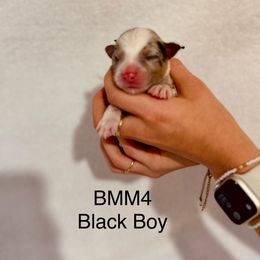 Black Ribbon Blue Merle Boy - Blue merle male Australian Shepherd puppy in Dundee, Ohio from Aussies Of Circle H