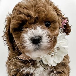 Cavapoos and Goldendoodles from Choice Paws Puppies