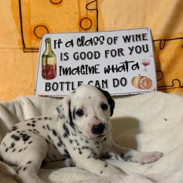 Cabernet - White and black female Dalmatian puppy in Claremore, Oklahoma from Lotsofdots Dalmatians