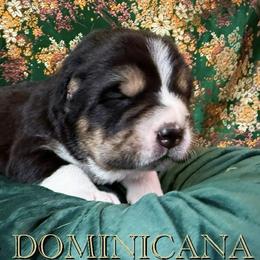 Girl 3 - female Central Asian Shepherd Dog puppy in Marshville, North Carolina from 704 Central Asian Shepherds