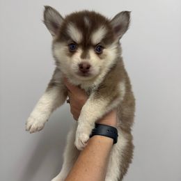 Lou Lou - Red and white female Pomsky puppy in La Verne, California from Red Cedar Pomskies