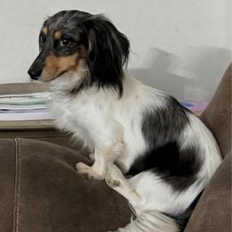 Pepper - Dachshund