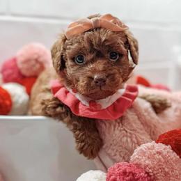 Selene - Red  female Goldendoodle puppy in Iola, Texas from Supreme Doodles of Texas