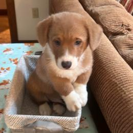 Boy 2 - White and red male Pembroke Welsh Corgi puppy in Montgomery County, Tennessee from Anita’s little Corgi Haven