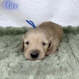 Boo - Cream male Dachshund puppy in Alto, Texas from Double W Doxies