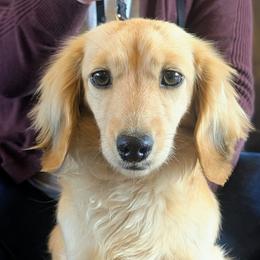 LADY ANTIGONE - Cream female Dachshund puppy in Moscow, Idaho from Bailiwick of Gurnsey