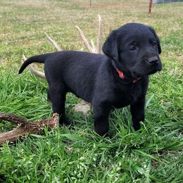 Labrador Retriever Puppies from Deer Creek sport dogs