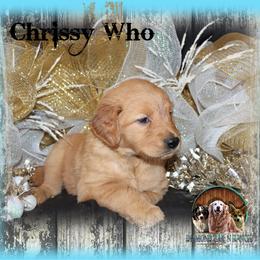 Chrissy Who - Golden female Golden Retriever puppy in Anson, Texas from Diamond Bar N Ranch