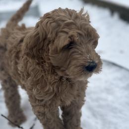 Goldendoodles from GTA Mapledoodles