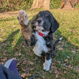 Kalispell - female Australian Mountain Doodle puppy in Placerville, California from Quartz Mountain Doodles