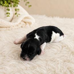 Buzz - Black and white male Cavapoo puppy in Thorndale, Texas from Hattie’s Texas Cavapoos