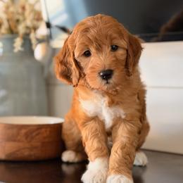 Halston - Red  male Goldendoodle puppy in Heber Springs, Arkansas from H&L GoldenDoodles