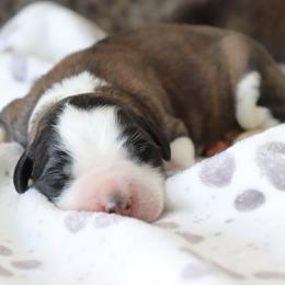 Marley - Brown and white female Saint Bernard puppy in Green Forest, Arkansas from Horseshoe Drive Kennel